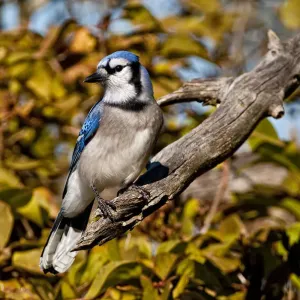 Blue Jay Blue Jay