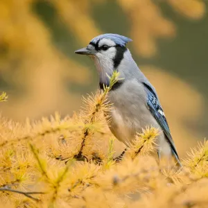 Blue Jay On Autumn Tamerack Blue Jay On Autumn Tamerack