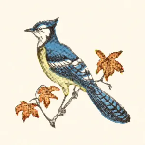Blue Jay Bird Print, a detailed art illustration Blue Jay Bird Print, a detailed art illustration