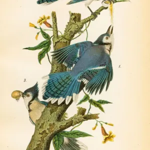 Blue Jay Lithograph Print, 1890 Blue Jay Lithograph Print, 1890