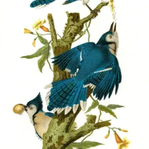 Blue Jay bird lithograph 1897 Blue Jay bird lithograph 1897