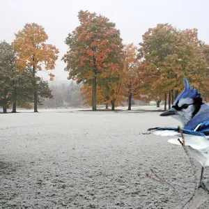 Blue Jay on a branch Blue Jay on a branch