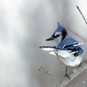 Blue Jay Perched Print on Branch in Wind Blue Jay Perched Print on Branch in Wind