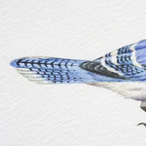 Blue Jay, Cyanocitta cristata, side view