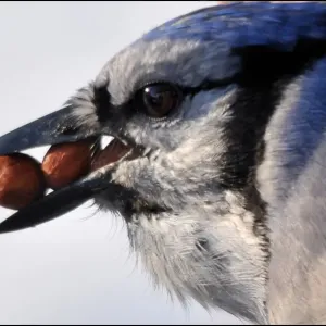 Blue Jay with peanuts Blue Jay with peanuts
