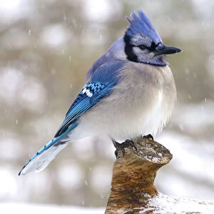 Blue Jay Perched on a Log