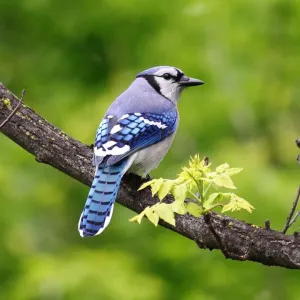 Blue Jay Perched Print Blue Jay Perched Print