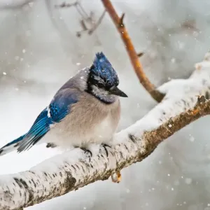 Blue Jay Perched on Birch Branch Print Blue Jay Perched on Birch Branch Print