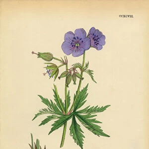 Blue Meadow Cranesbill, Geranium Pratense, Victorian Botanical Illustration, 1863