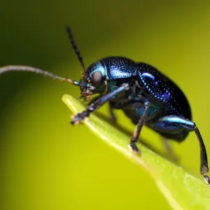 Blue Milkweed Beetle Print Blue Milkweed Beetle Print