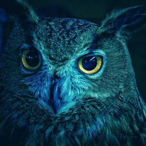 Blue Owl