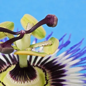 Blue Passion Flower -Passiflora caerulea-