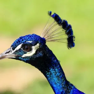Blue Peacock Print - Portrait of a Captive Pavo cristatus Blue Peacock Print - Portrait of a Captive Pavo cristatus