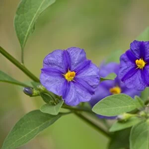 Blue Potato Bush -Lycianthes rantonnetii-, flowering, Thuringia, Germany