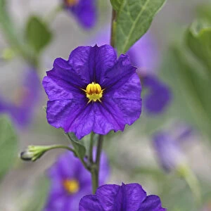 Blue Potato Bush -Solanum rantonettii syn Lycianthes rantonnetii-, flowers