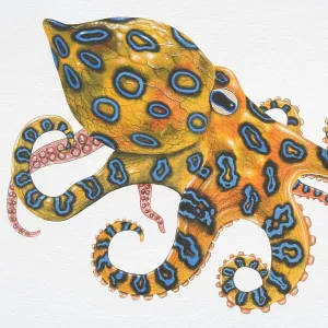 Blue-ringed Octopus (Hapalochlaena sp. )