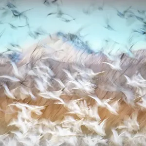Blue Sky and Snow Geese Blur at Bosque Del Apache, New Mexico
