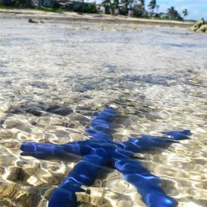 Blue Starfish Reef Print Blue Starfish Reef Print