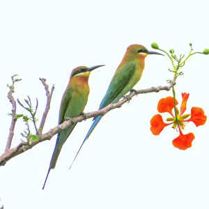 Blue-tailed bee-eaters (Merops philippinus)