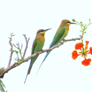 Blue-tailed bee-eaters (Merops philippinus) Blue-tailed bee-eaters (Merops philippinus)