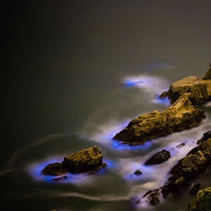 Blue Tears, Bioluminescent algae Noctiluca Scintillans
