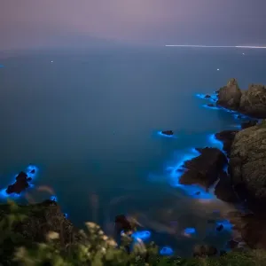 Blue Tears Bioluminescent algae Noctiluca Scintillans Print Blue Tears Bioluminescent algae Noctiluca Scintillans Print