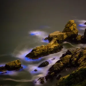 Blue Tears Bioluminescent Algae Print Blue Tears Bioluminescent Algae Print