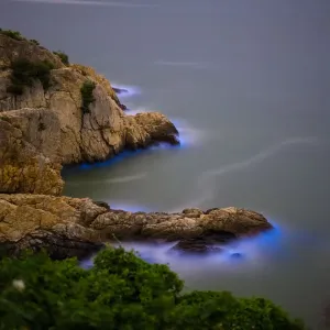 Blue Tears Bioluminescent algae Noctiluca Scintillans Blue Tears Bioluminescent algae Noctiluca Scintillans