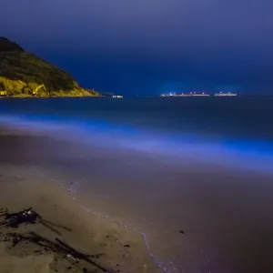 Blue Tears Bioluminescent algae Noctiluca Scintillans Blue Tears Bioluminescent algae Noctiluca Scintillans
