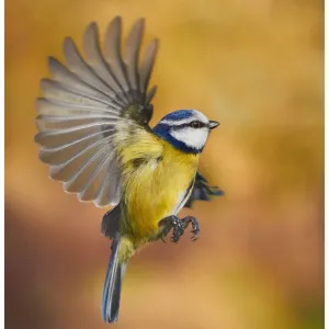Close-up Blue Tit Print in Flight Close-up Blue Tit Print in Flight
