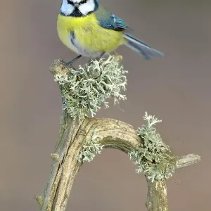 Blue Tit (Cyanistes caeruleus) perched on its song post, an old pine branch with lichens, Swabian Alb biosphere reserve, Baden-Wuerttemberg, Germany