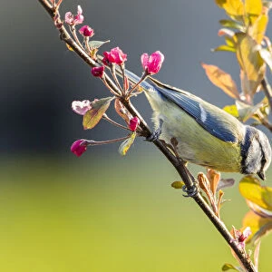 Blue Tit -Cyanistes caeruleus syn Parus caeruleus-, perched on a twig, Fuldabruck, Fuldabruck, Hesse, Germany