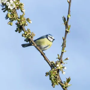 Blue Tit -Cyanistes caeruleus syn Parus caeruleus-, Fuldabruck, Hesse, Germany Blue Tit -Cyanistes caeruleus syn Parus caeruleus-, Fuldabruck, Hesse, Germany