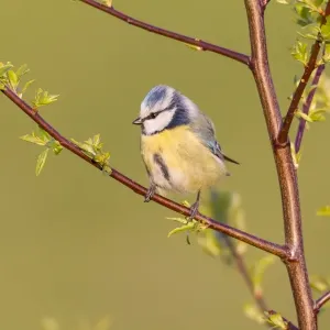 Blue Tit -Cyanistes caeruleus syn Parus caeruleus-, Fuldabruck, Hesse, Germany Blue Tit -Cyanistes caeruleus syn Parus caeruleus-, Fuldabruck, Hesse, Germany