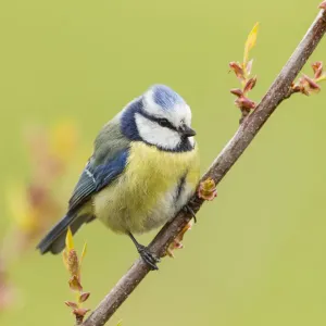Blue Tit -Cyanistes caeruleus syn Parus caeruleus-, Fuldabruck, Hesse, Germany Blue Tit -Cyanistes caeruleus syn Parus caeruleus-, Fuldabruck, Hesse, Germany