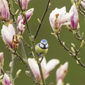 Blue Tit -Cyanistes caeruleus syn Parus caeruleus-, Fuldabruck, Hesse, Germany Blue Tit -Cyanistes caeruleus syn Parus caeruleus-, Fuldabruck, Hesse, Germany