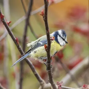 Blue Tit -Cyanistes caeruleus syn Parus caeruleus-, Fuldabruck, Hesse, Germany Blue Tit -Cyanistes caeruleus syn Parus caeruleus-, Fuldabruck, Hesse, Germany