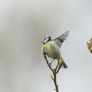 Blue Tit -Cyanistes caeruleus syn Parus caeruleus-, Fuldabruck, Hesse, Germany Blue Tit -Cyanistes caeruleus syn Parus caeruleus-, Fuldabruck, Hesse, Germany