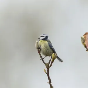 Blue Tit -Cyanistes caeruleus syn Parus caeruleus-, Fuldabruck, Hesse, Germany Blue Tit -Cyanistes caeruleus syn Parus caeruleus-, Fuldabruck, Hesse, Germany
