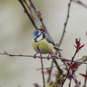Blue Tit -Cyanistes caeruleus syn Parus caeruleus-, Fuldabruck, Hesse, Germany Blue Tit -Cyanistes caeruleus syn Parus caeruleus-, Fuldabruck, Hesse, Germany