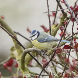 Blue Tit -Cyanistes caeruleus syn Parus caeruleus-, Fuldabruck, Hesse, Germany Blue Tit -Cyanistes caeruleus syn Parus caeruleus-, Fuldabruck, Hesse, Germany