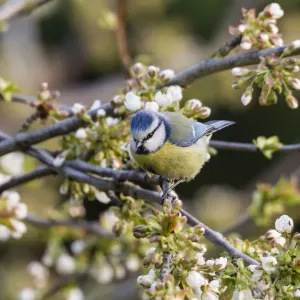 Blue Tit -Cyanistes caeruleus syn Parus caeruleus-, Fuldabruck, Hesse, Germany Blue Tit -Cyanistes caeruleus syn Parus caeruleus-, Fuldabruck, Hesse, Germany