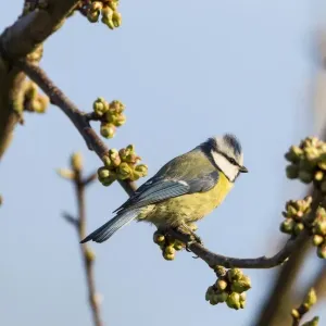 Blue Tit -Cyanistes caeruleus syn Parus caeruleus-, Fuldabruck, Hesse, Germany Blue Tit -Cyanistes caeruleus syn Parus caeruleus-, Fuldabruck, Hesse, Germany