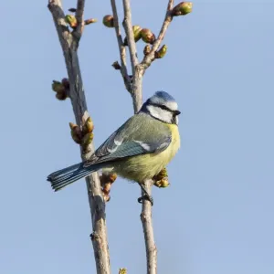 Blue Tit -Cyanistes caeruleus syn Parus caeruleus-, Fuldabruck, Hesse, Germany Blue Tit -Cyanistes caeruleus syn Parus caeruleus-, Fuldabruck, Hesse, Germany