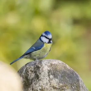 Blue Tit -Cyanistes caeruleus syn Parus caeruleus-, Fuldabruck, Hesse, Germany Blue Tit -Cyanistes caeruleus syn Parus caeruleus-, Fuldabruck, Hesse, Germany