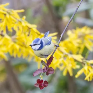 Blue Tit -Cyanistes caeruleus syn Parus caeruleus-, Fuldabruck, Hesse, Germany Blue Tit -Cyanistes caeruleus syn Parus caeruleus-, Fuldabruck, Hesse, Germany