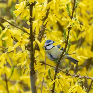 Blue Tit -Cyanistes caeruleus syn Parus caeruleus-, Fuldabruck, Hesse, Germany Blue Tit -Cyanistes caeruleus syn Parus caeruleus-, Fuldabruck, Hesse, Germany