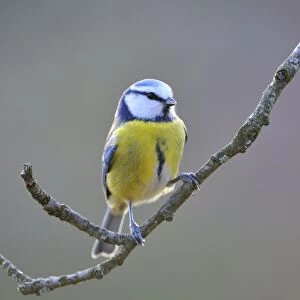 Blue Tit (Parus caeruleus)