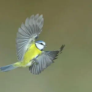 Blue Tit in Flight Print Blue Tit in Flight Print