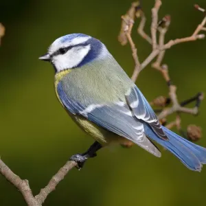Blue tit -Parus caeruleus- perched on an alder branch Blue tit -Parus caeruleus- perched on an alder branch